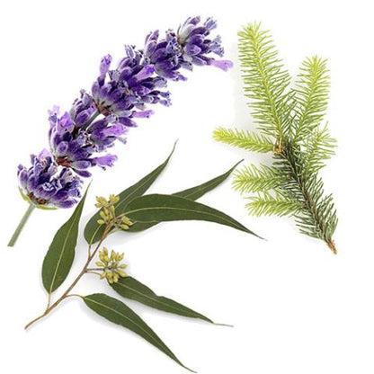 AromaMist Essential Oils 3-Pack - Eucalyptus, Lavender & Spruce, 4oz Bottles